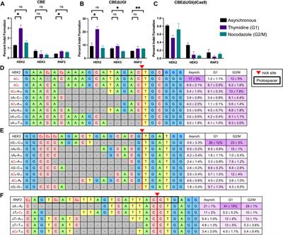 Examination of the Cell Cycle Dependence of Cytosine and Adenine Base Editors